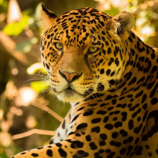 Tours en Manu desde Paraguay