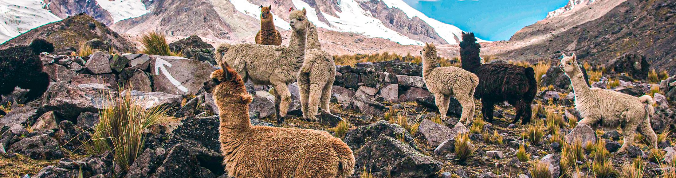 Machu Picchu 4D3N Viajero (Cultural Aventura Tendencia) desde Paraguay